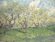 Vincent Van Gogh Orchard in Blossom (nn04) oil painting on canvas
